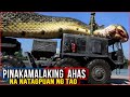 5 PinakaMalaking AHAS na Natagpuan ng Tao  |  5 Biggest Snake 🔥