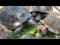 May 5 - Galápagos Tortoises