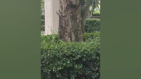 Rắn xanh đại chiến với Tắc kè và cái kết.......