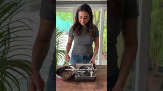 Home Made Mango Body Er