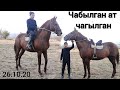 Чимирилте чапкан улактын аттары САТЫЛАТ 🐎 СООРУНДУ УТКАН АТТАР ӨЗГӨНДӨ