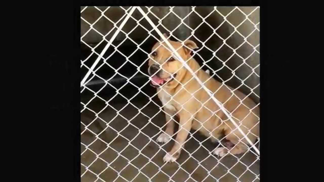 SBC 4/26/14, Wings of Rescue, Western University.