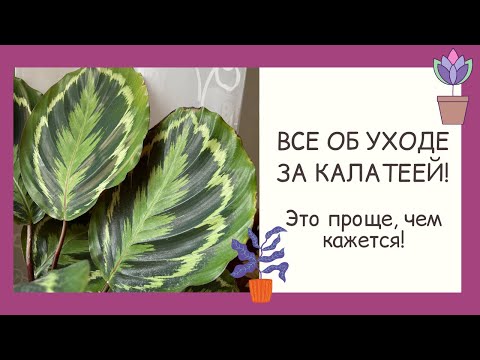 НЕВЕРОЯТНО КРАСИВЫЙ КОМНАТНЫЙ ЦВЕТОК - КАЛАТЕЯ! ВЫРАЩИВАЕМ ЗДОРОВОЕ РАСТЕНИЕ!