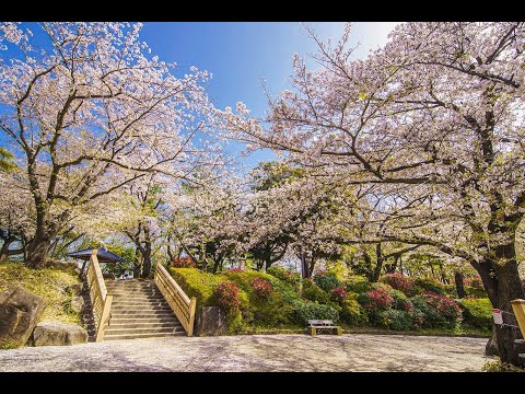 飛鳥山公園、外濠公園、田安門、靖国神社の桜 2016年4月2日～5日（平成28年）