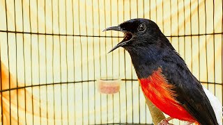 Pancingan murai batu 100% EFEKTIF bikin LANGSUNG NYAUT dan BUNYI