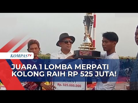 Lomba Merpati Kolong Digelar di Kabupaten Tegal, Total Hadiah Capai Rp1 Miliar!