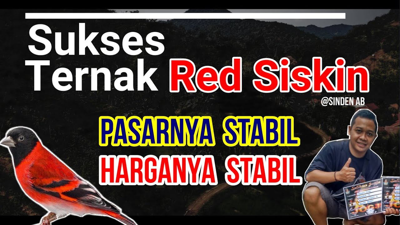 SUKSES TERNAK REDSISKIN | PELUANG BISNIS MASA KINI eps. 2 | Sinden AB Bird Farm
