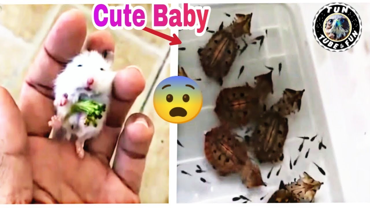 TUN TUBEFUN cute animal video funny cute animal love ️💖 Pets