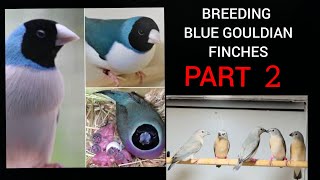 Blue Gouldian breeding series : PART 2 - Bird videos and Gouldian Keeping Basics