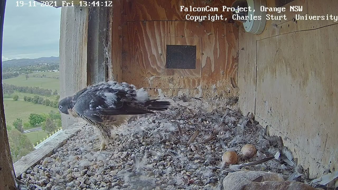 2021-11-19 "Charles Sturt Falcons" - Even if you bring my food, you are not allowed to stay!