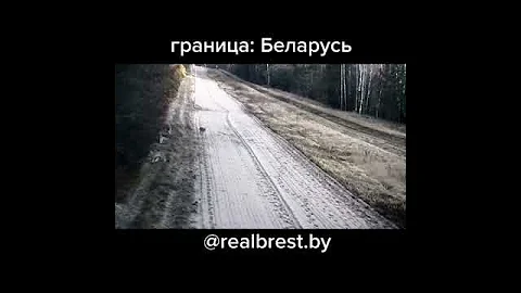 РЫСЬ НА ГРАНИЦЕ БЕЛАРУСИ