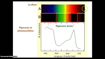 Quels sont les pigments photosynthétiques ?