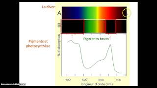 pigments photosynthétiques