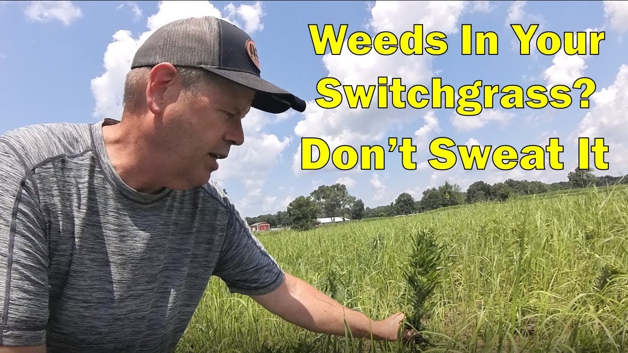 What Is Switchgrass
