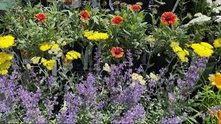 We're Open: Rosedale Nurseries