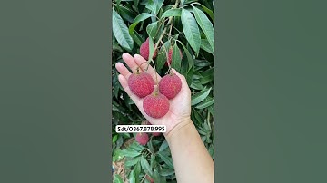 Trồng vải không hạt thì siêu năng suất và kinh tế #vaikhonghat #caygiongviet #cayhoaviet