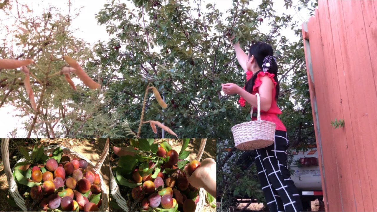 How to Make Dry Plum /How to Dehydrated Plums Plum season [lin's