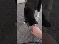 Daily Kitten Video #4