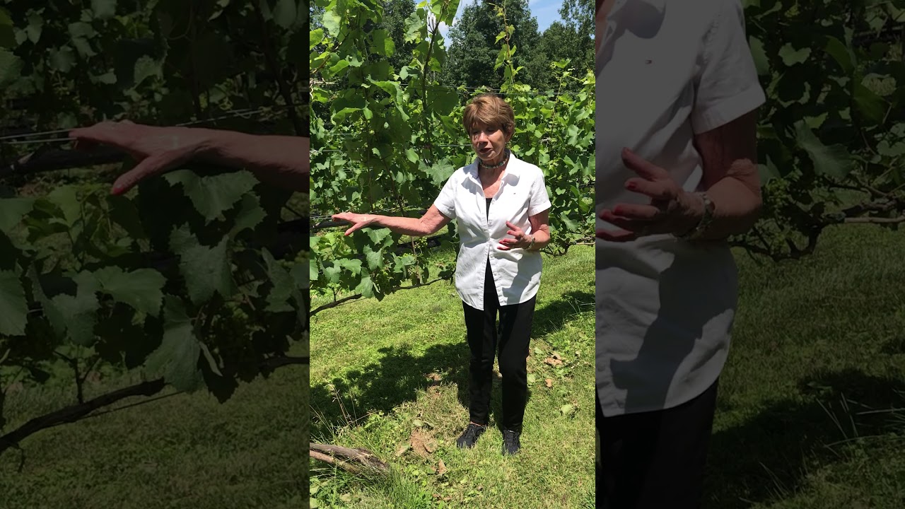 Virginia Wine - Flowering and Growing Grapes