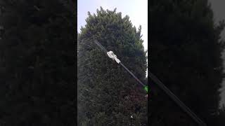 Pratik Limonlu Selviye Ağacı Biçme Budama Resimi