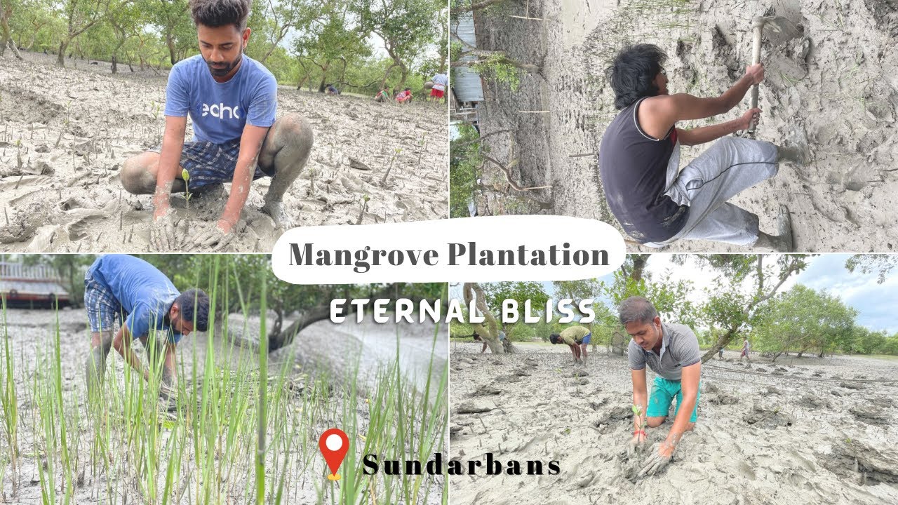 Mangrove Plantation in Sundarbans | Team Eternal Bliss | Climate Change