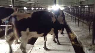 Letting cows in the Barn
