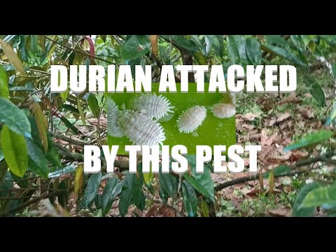 DURIAN FARM CRISIS! Scale Insects Are Killing Our Trees - YouTube