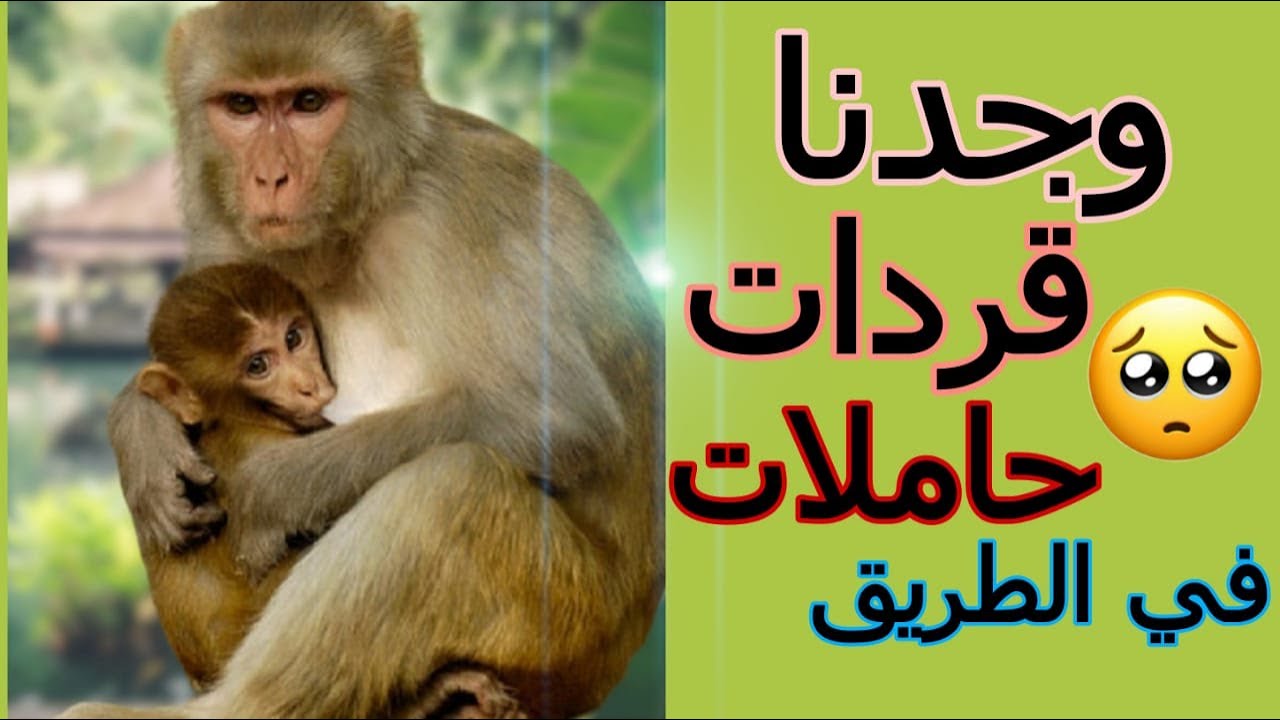 وجدنا بالطريق الرئيسية جيش من القردة وشاركنا معاهم الخبز😱