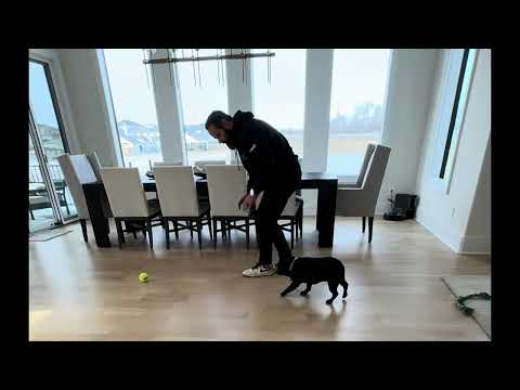 Man’s Best Friend | Santino the French Bulldog #frenchie