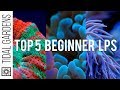 Top 5 LPS Corals for Beginners