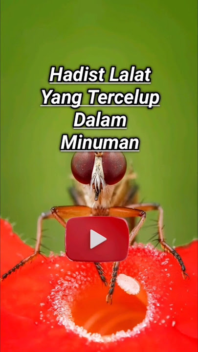 Hadist Lalat Yang Tercelup ke dalam minuman #shorts #short #feedshorts