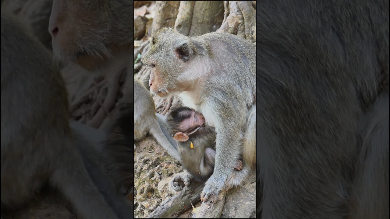 Baby monkey so tired 