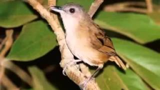 Suara Burung Campeor atau Pelanduk Semak Suara Burung