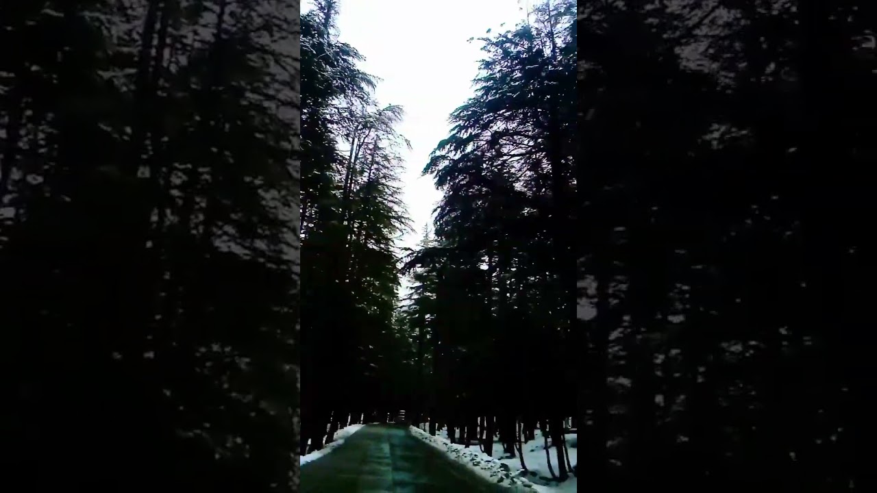 Usho Forest kalam Swat valley Pakistan 🇵🇰