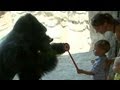 Gorilla Loves Humans, But Not Other Gorillas | Good Morning America | ABC News