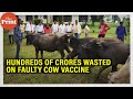 Not just Covid, India has another messy vaccine programme — crores spent on faulty shots for cows