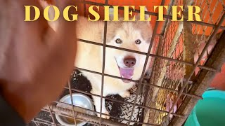 Visiting the Dog Shelter in Bangalore | Episode 14