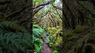 Hiking Through the Anaga Wilderness
