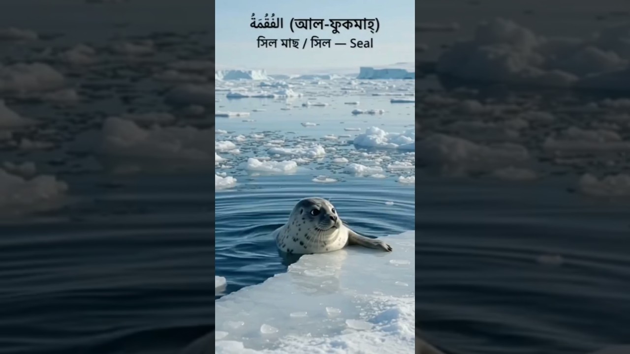 Learn Arctic Animals Name in Arabic & Bangla  Part 2 #shorts #AnimalsInArabic