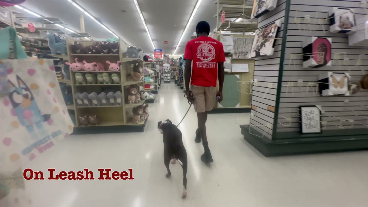 Molly's 15 Day Transformation | Mixed Breed 