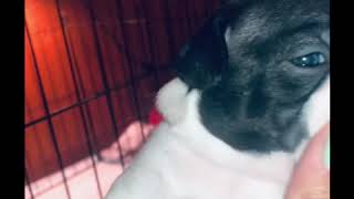 Puppy cam!! Boston Terrier update by Legendary Kennels 218 views 5 years ago 2 minutes, 25 seconds