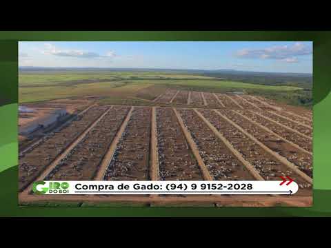 O lote em destaque da Fazenda Sumauma | Giro do Boi - 23/05/2022