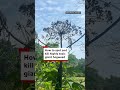 How to spot and kill highly toxic giant hogweed