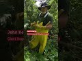 How to spot and kill highly toxic giant hogweed
