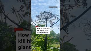 How to spot and kill highly toxic giant hogweed