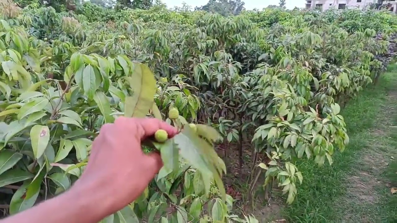 লিচু গাছের দাম |  লিচু গাছ লাগানোর সঠিক সময় ও পরিচর্যা | How to care for litchi cultivation