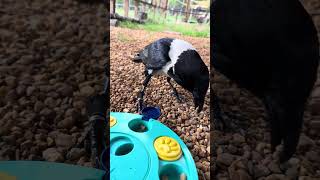 Crow Does A Puzzle