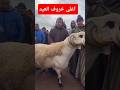 اغلى خروف العيد في سوق المواشي أكبر كبش 2026 جديد