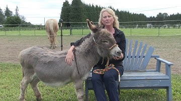 Donkey Training  - PICK UP THE FOOT