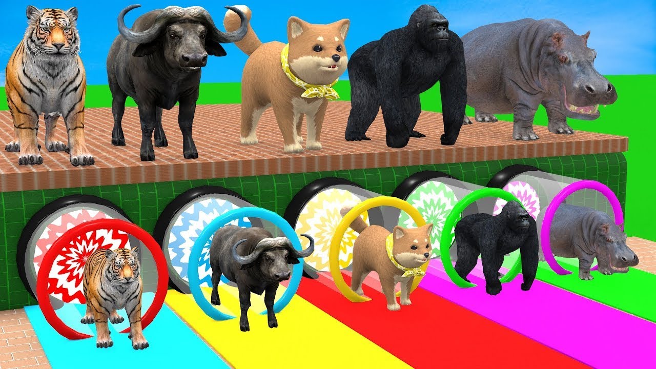 Long Slide Game With Cow Elephant Gorilla Hippopotamus Tiger 3d Animal Game Funny 3d Animals